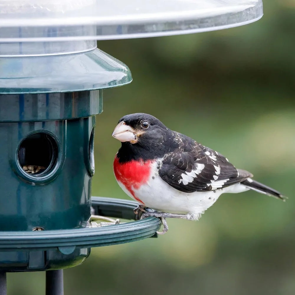 Bird Feeder