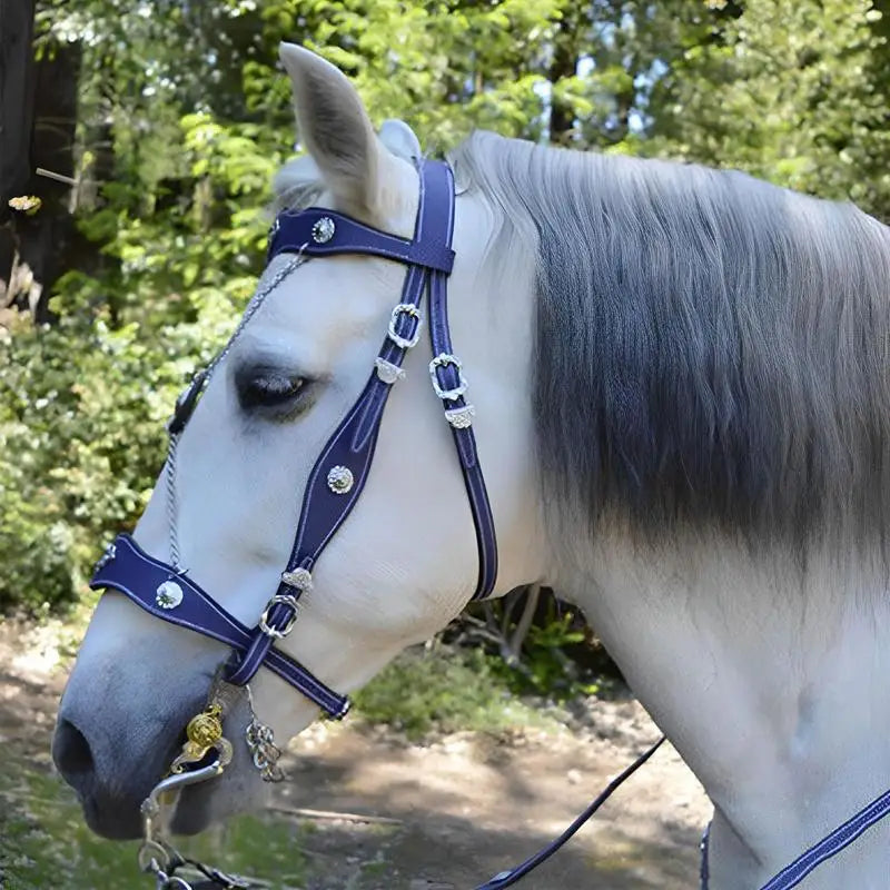 Riding Horse Bridle