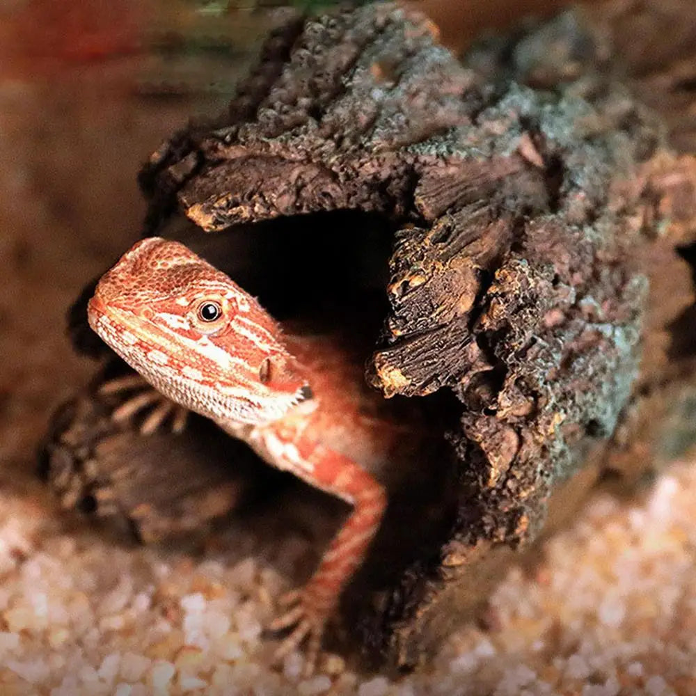 Lizard Caves And Hideouts, Turtle Reptile Hide Cave