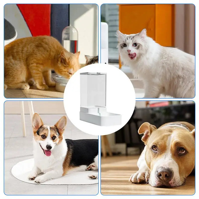 Dog And Cat Automatic Feeding Water Bowl