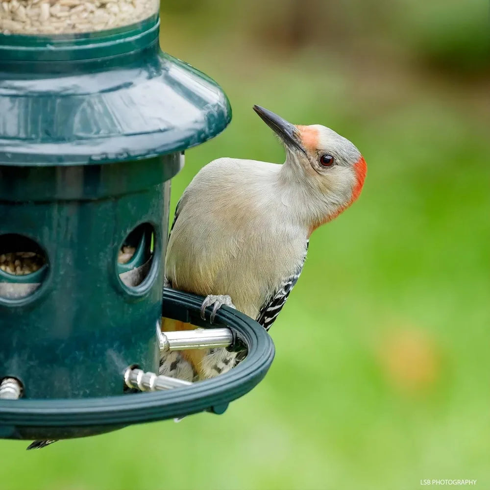 Bird Feeder